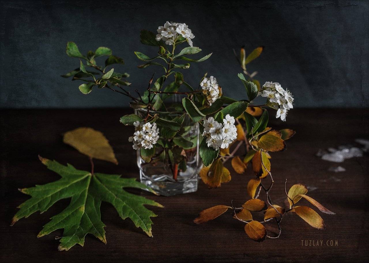 спирея, невеста, листки спиреи, цветок спиреи, октябрь, октябрьская весна, Владимир Тузлай