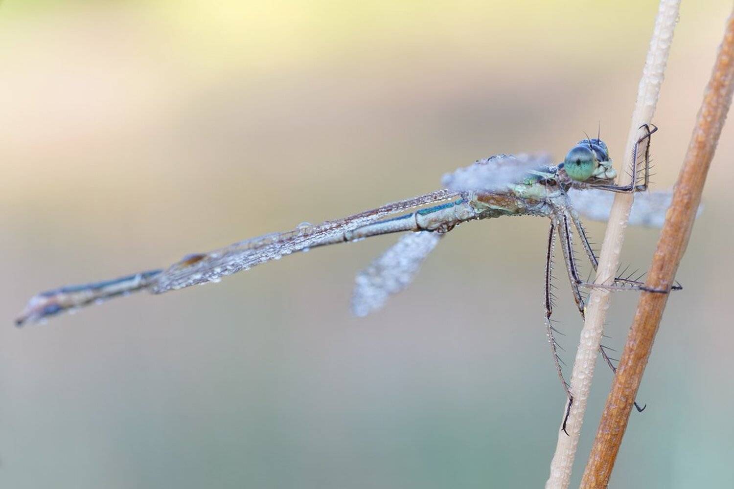 , Кузнецов Дмитрий