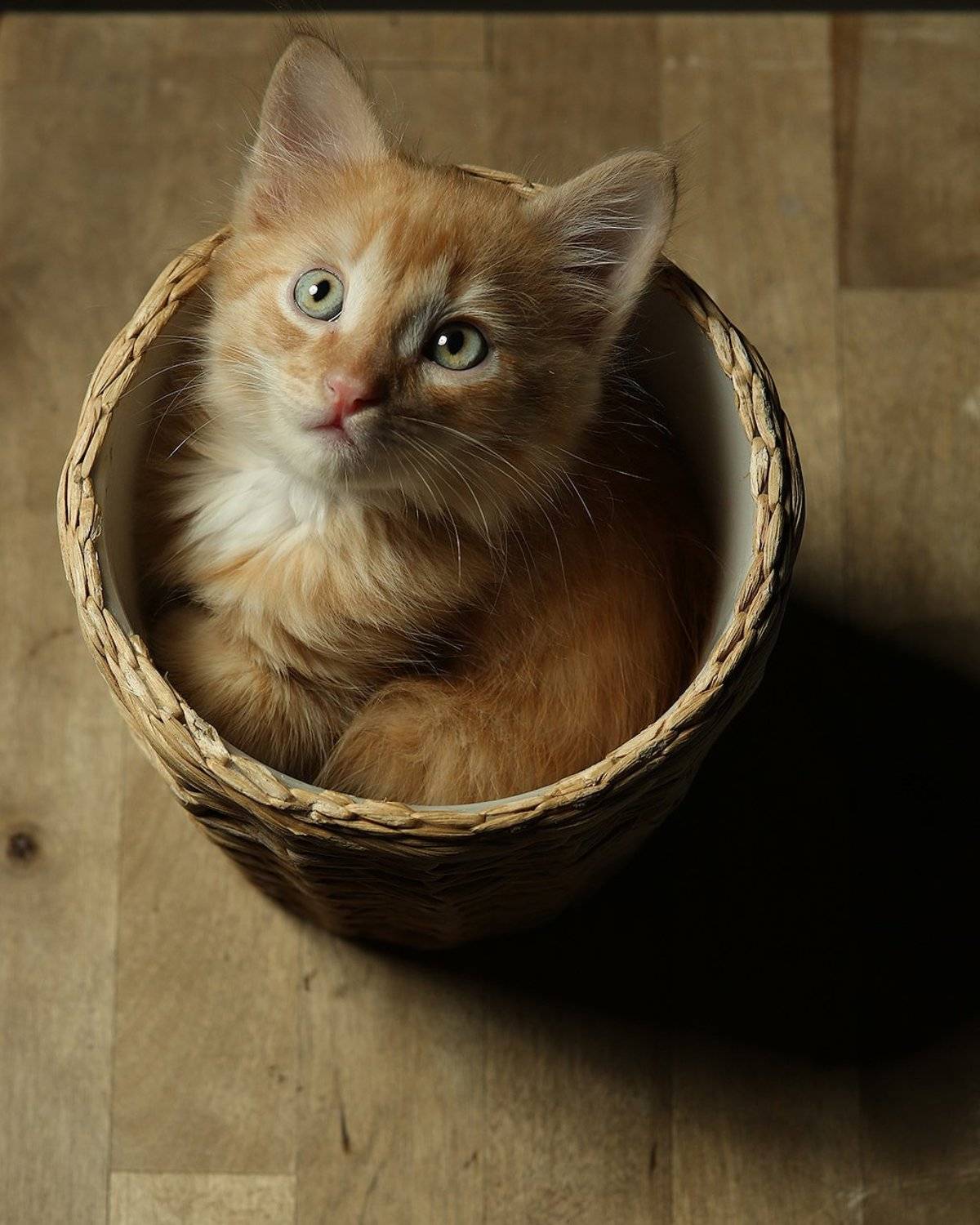 котенок, малыш, маленький, горшок, смотрит, круг, Дарья Комарова