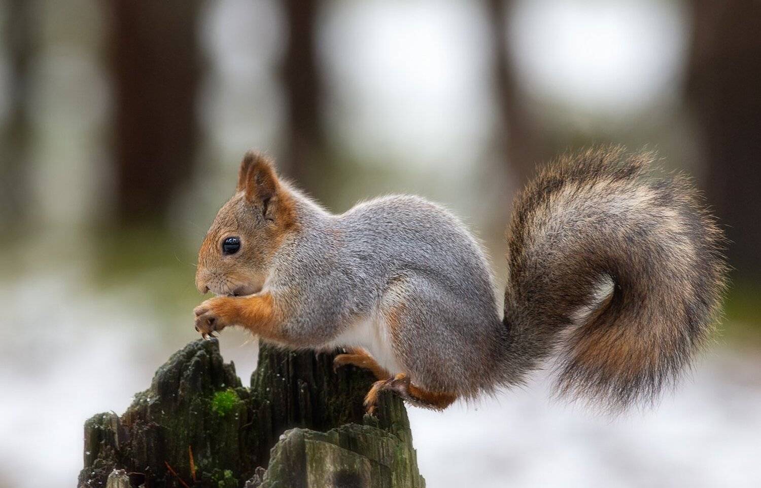 белка,белки,осень,север,природа,коми,животные,векша, Игорь Триер