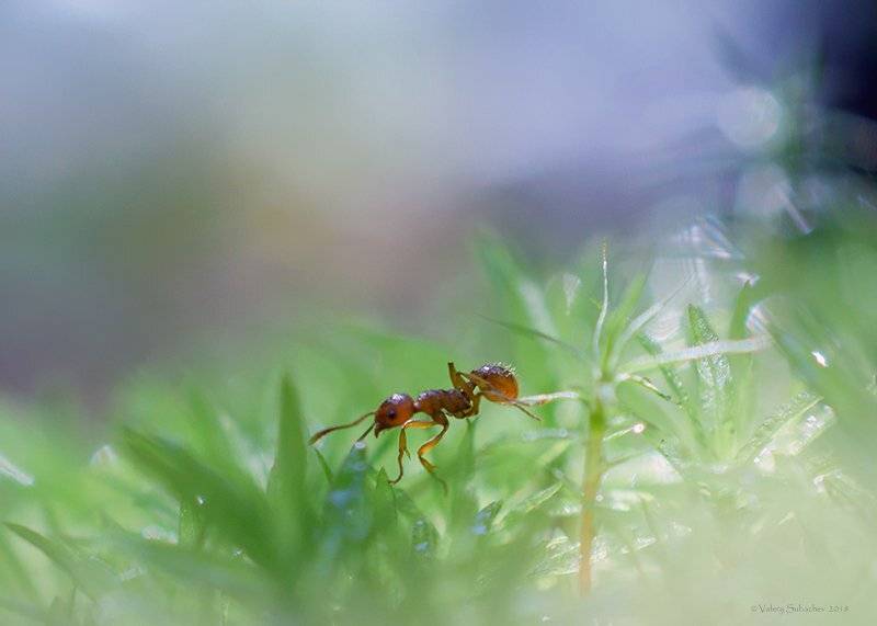 , Валерий Субачев