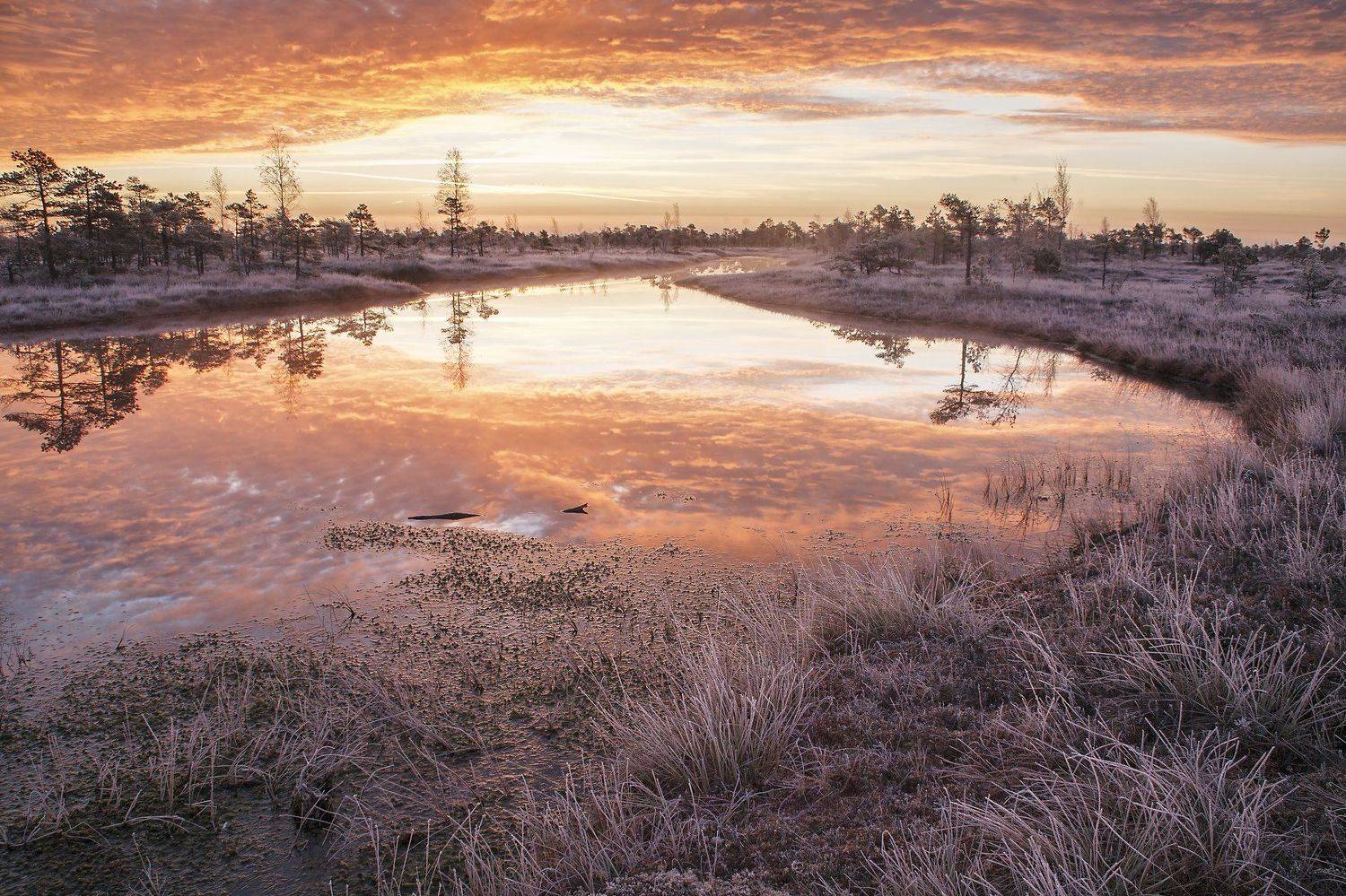 болото снег утро, Aleksandr