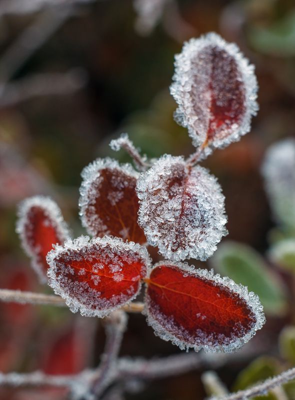 Иней на листьях голубики. фото превью