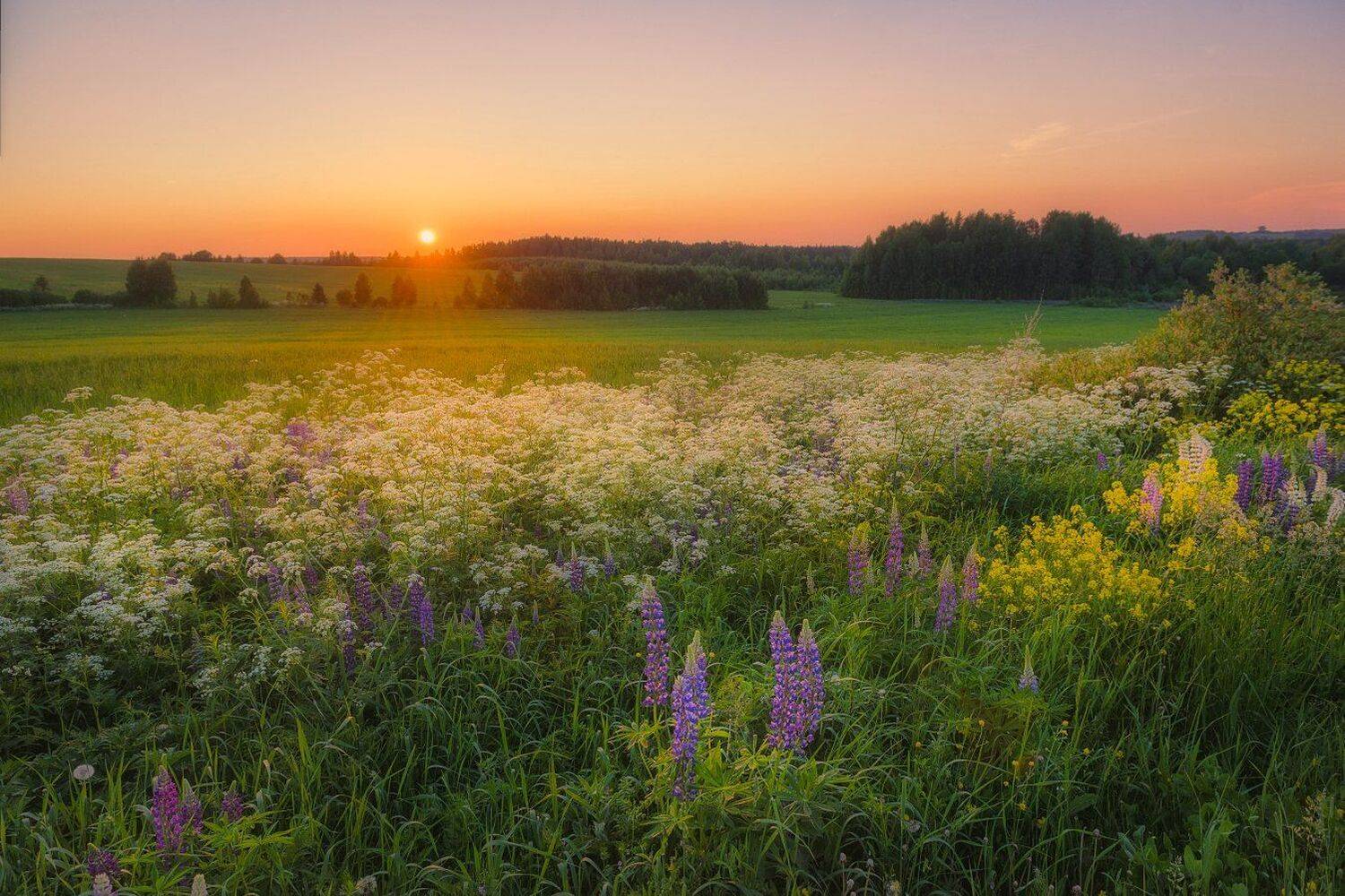 природа, закат, лето, солнце, трава, вечер, Устюжанин Михаил