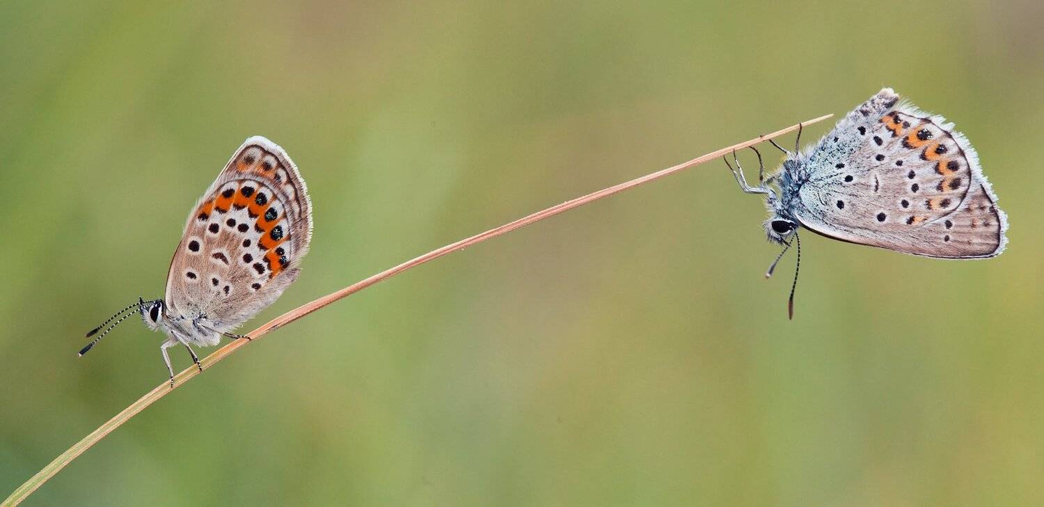 , Андрей Канышев