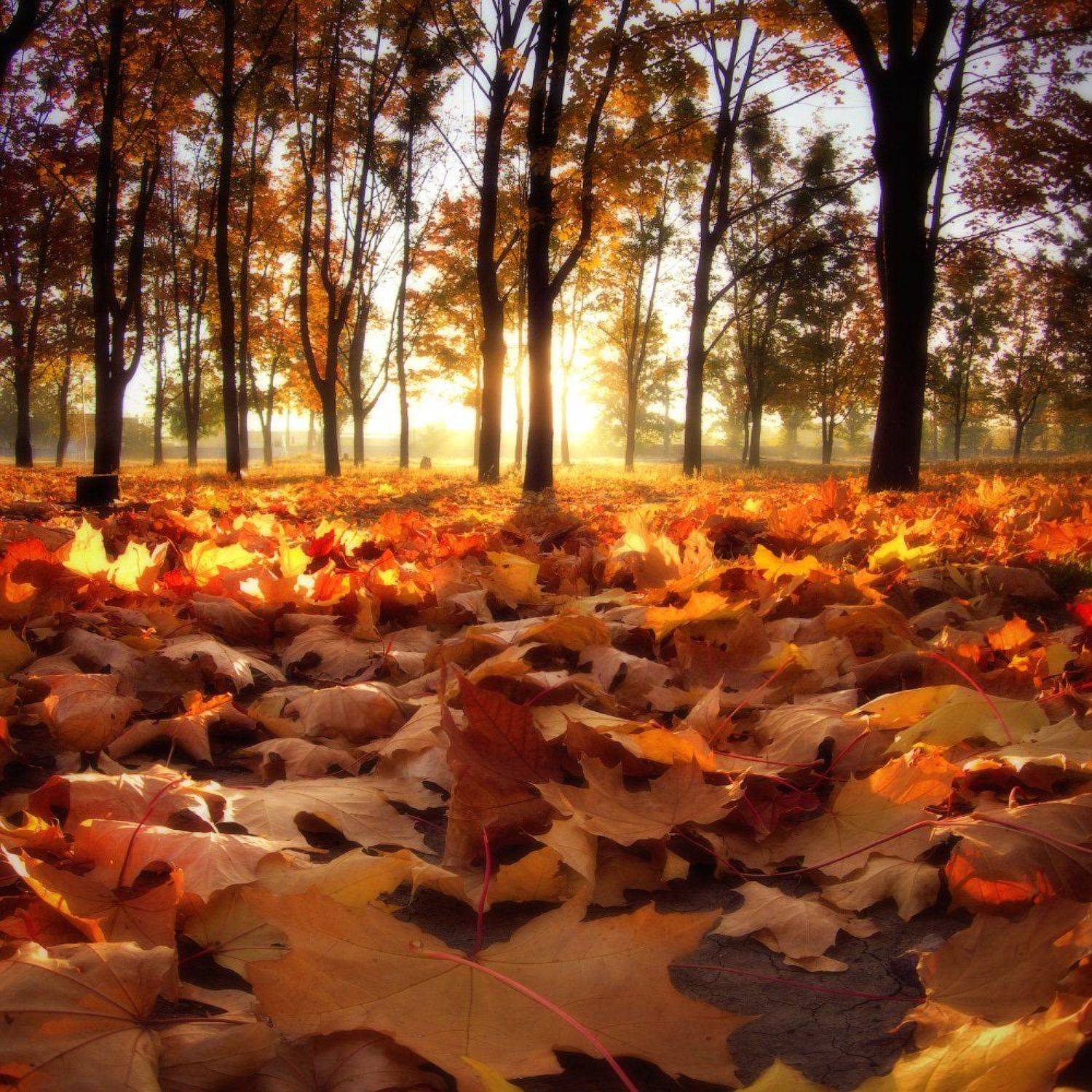 осень, парк, утро, харьков, солнце, autumn, park, morning, kharkov, sun, kharkiv, Виктор Тулбанов