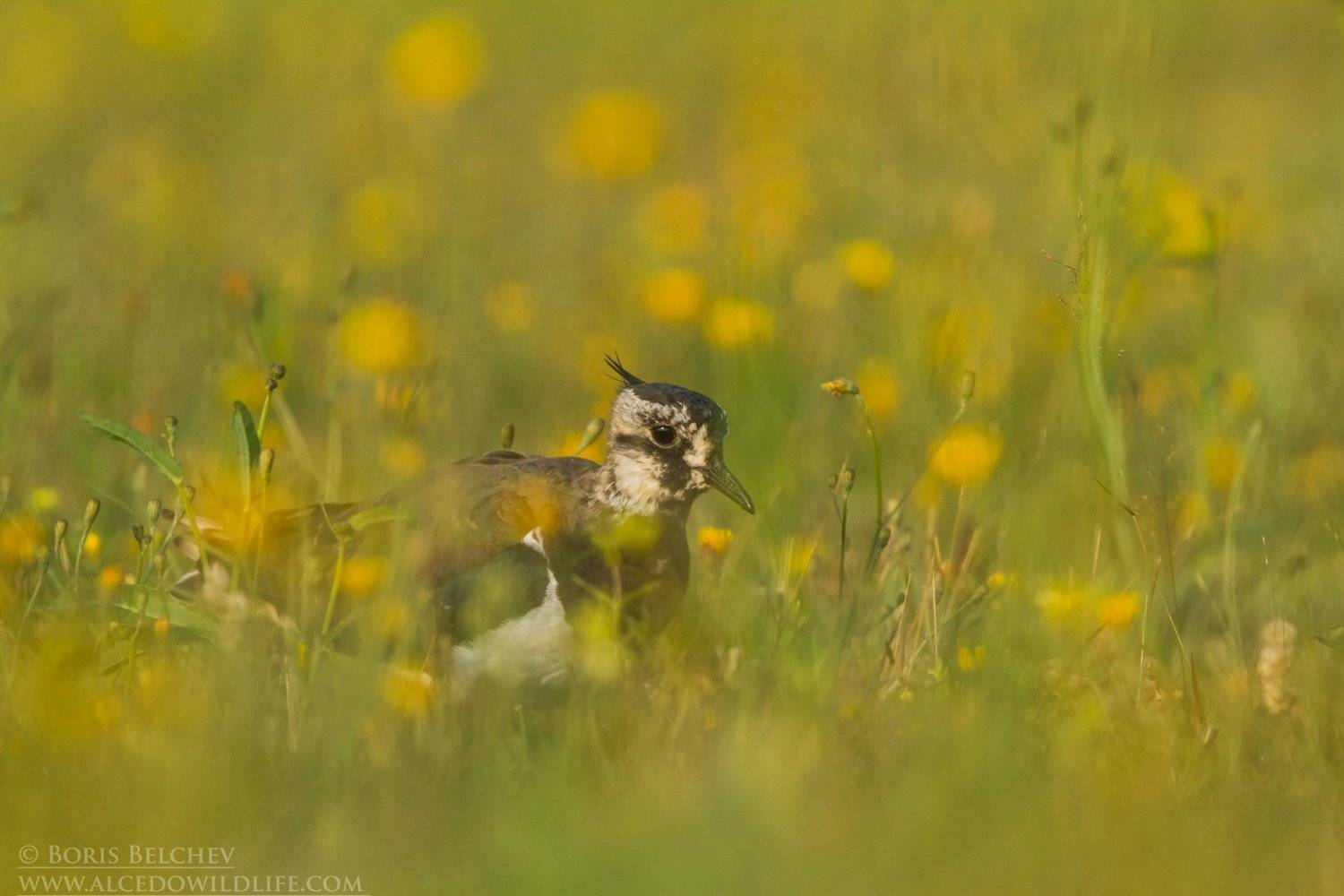 , Борис Белчев