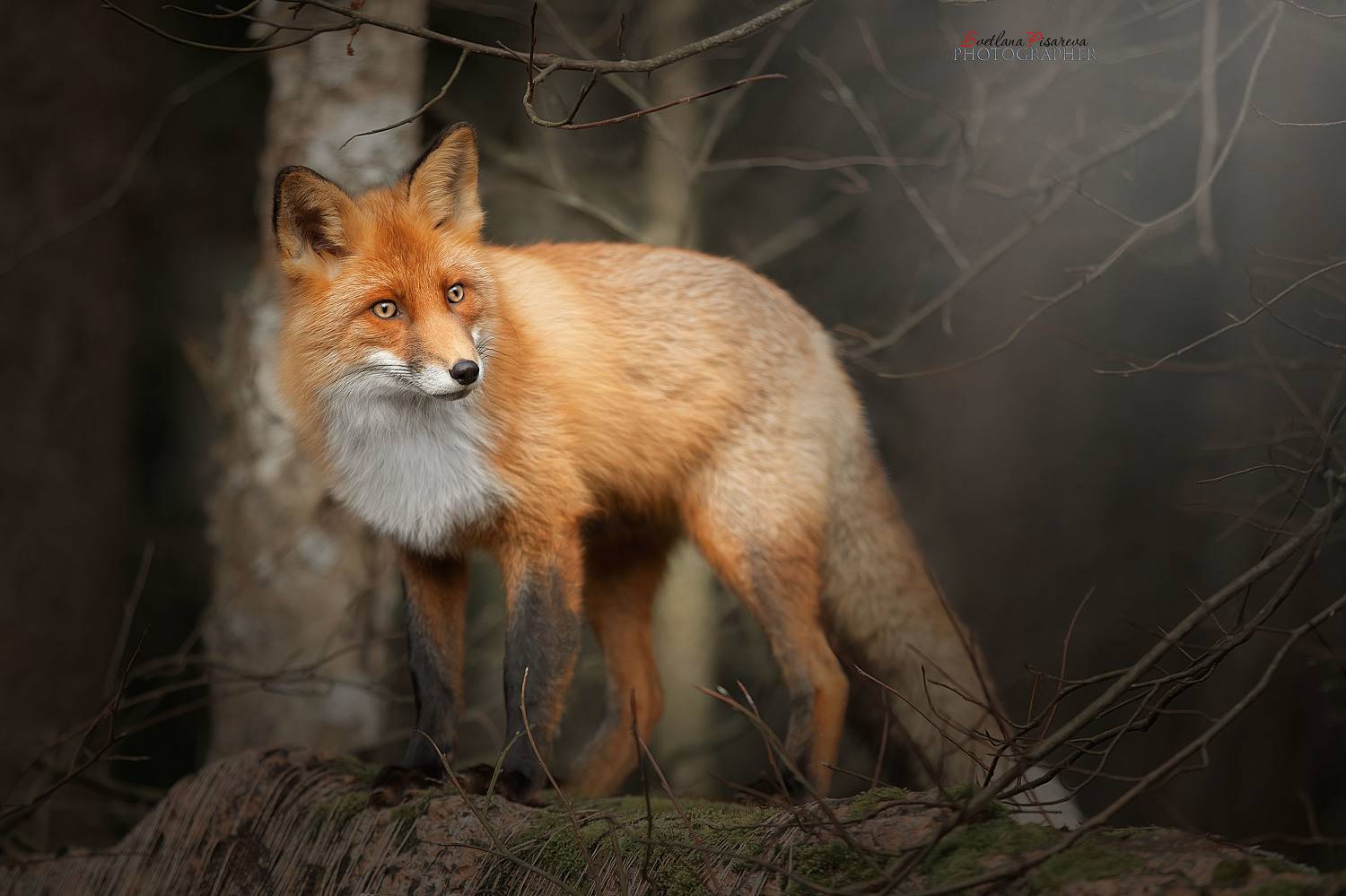 , Светлана Писарева