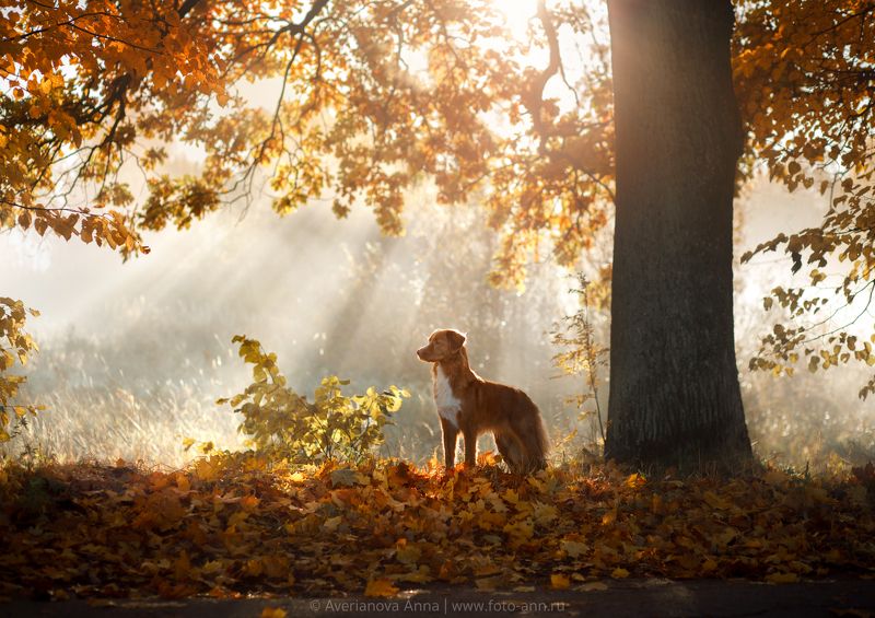 собака, природа, утро утро фото превью