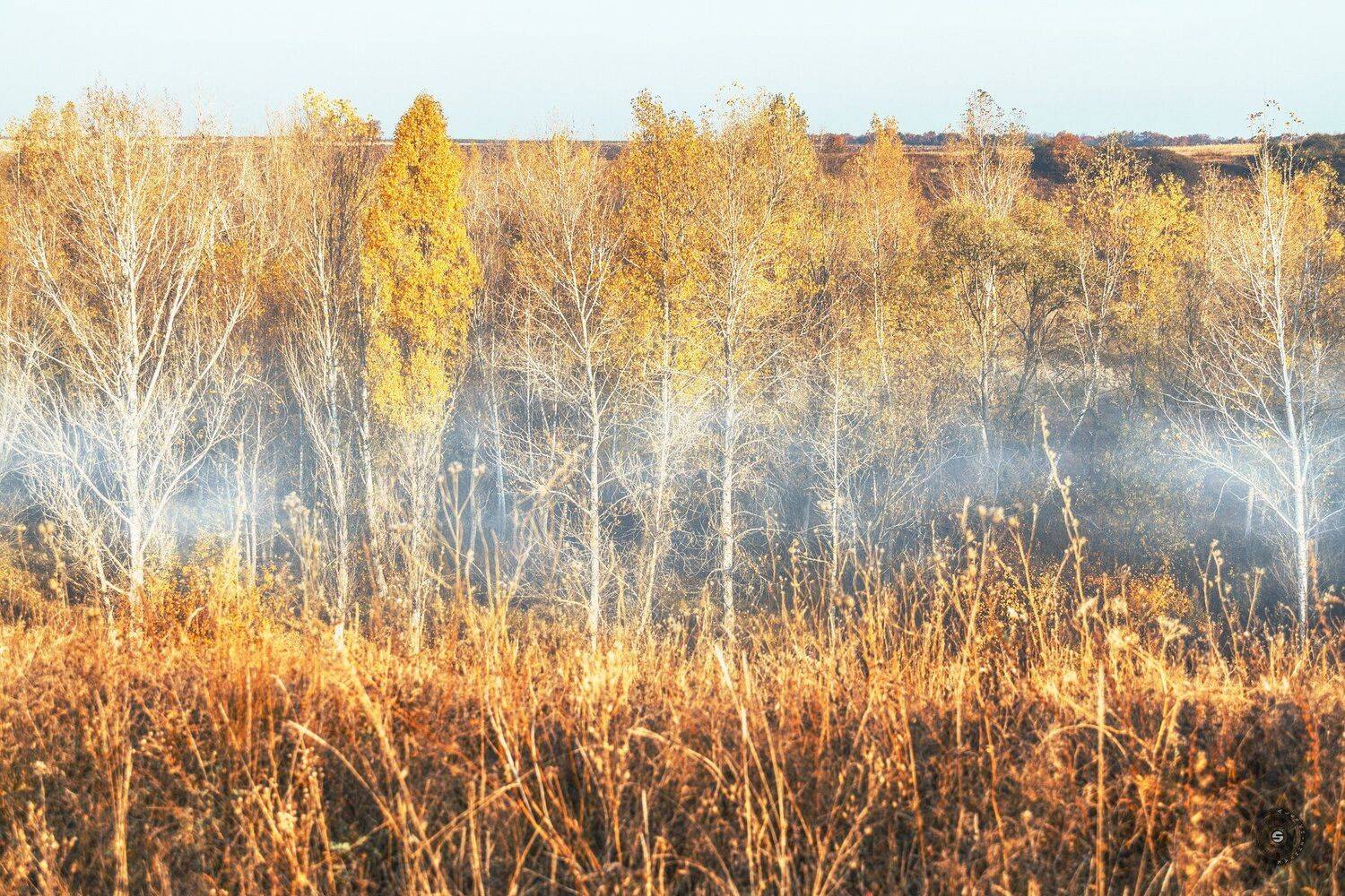 лес, утро, туман, осень, береза, небо, Simplici_mortE