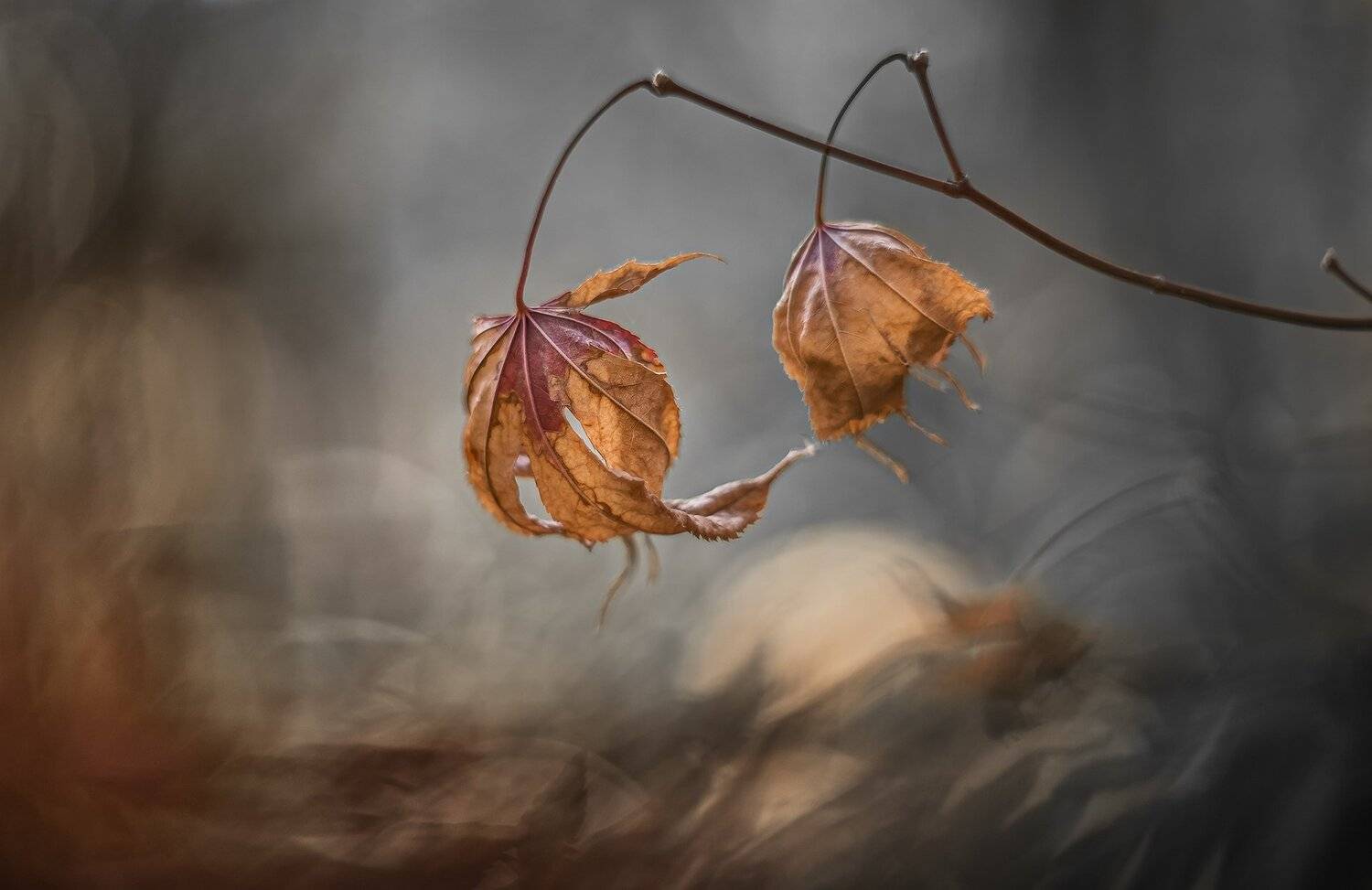 природа, макро, осень, кленовые листья, непогода, Неля Рачкова