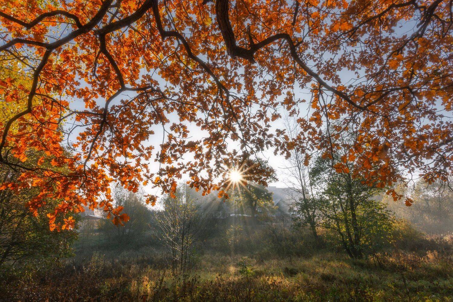 осень, пейзаж, рассвет, листья, Мартыненко Дмитрий