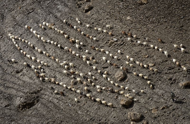 Индия Стадо коз на склоне. фото превью