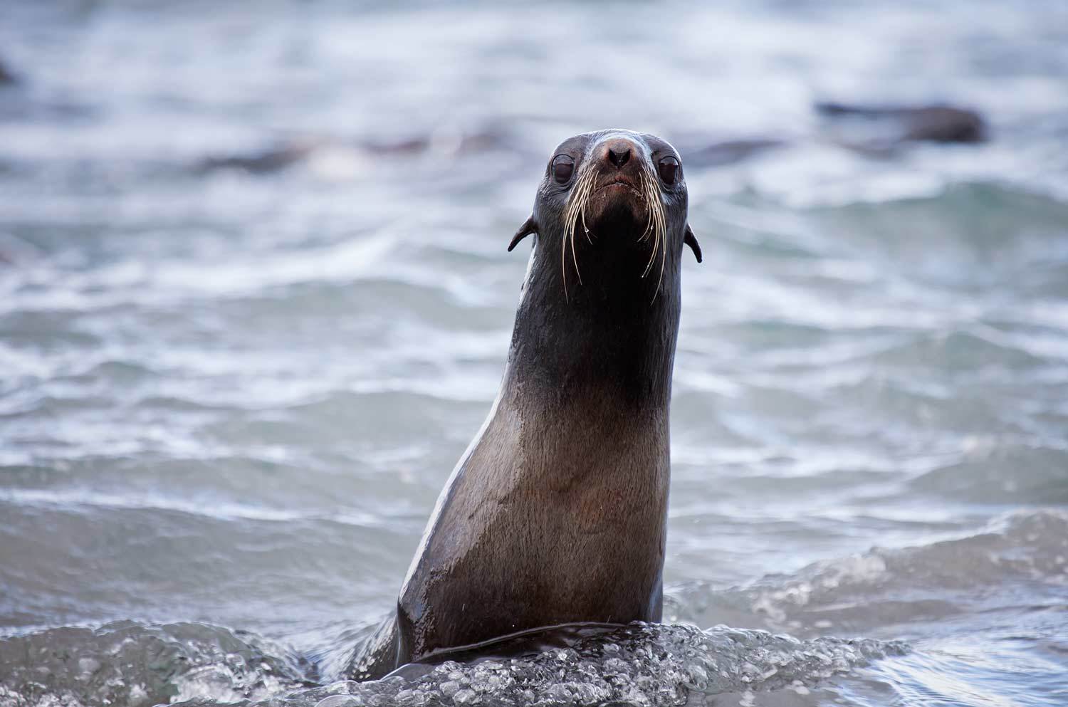 северный морской котик, морские млекопитающие, тихий океан, остров беринга, командорские острова, Дмитрий Уткин
