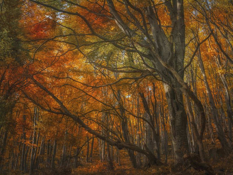 Витоша фото превью