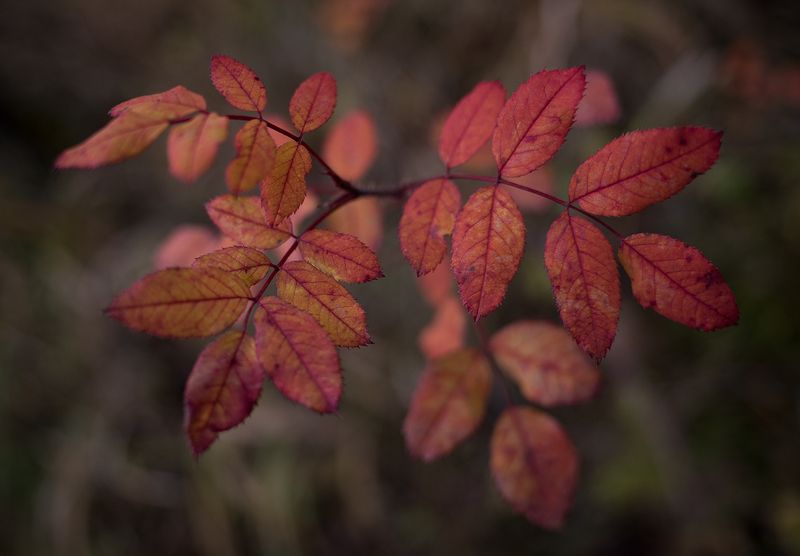 осень, листва Осень фото превью
