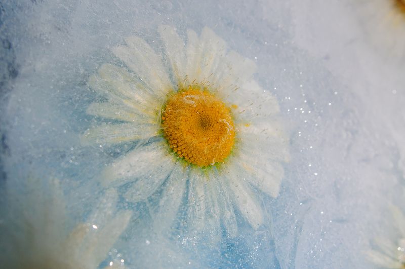 Белый плен фото превью