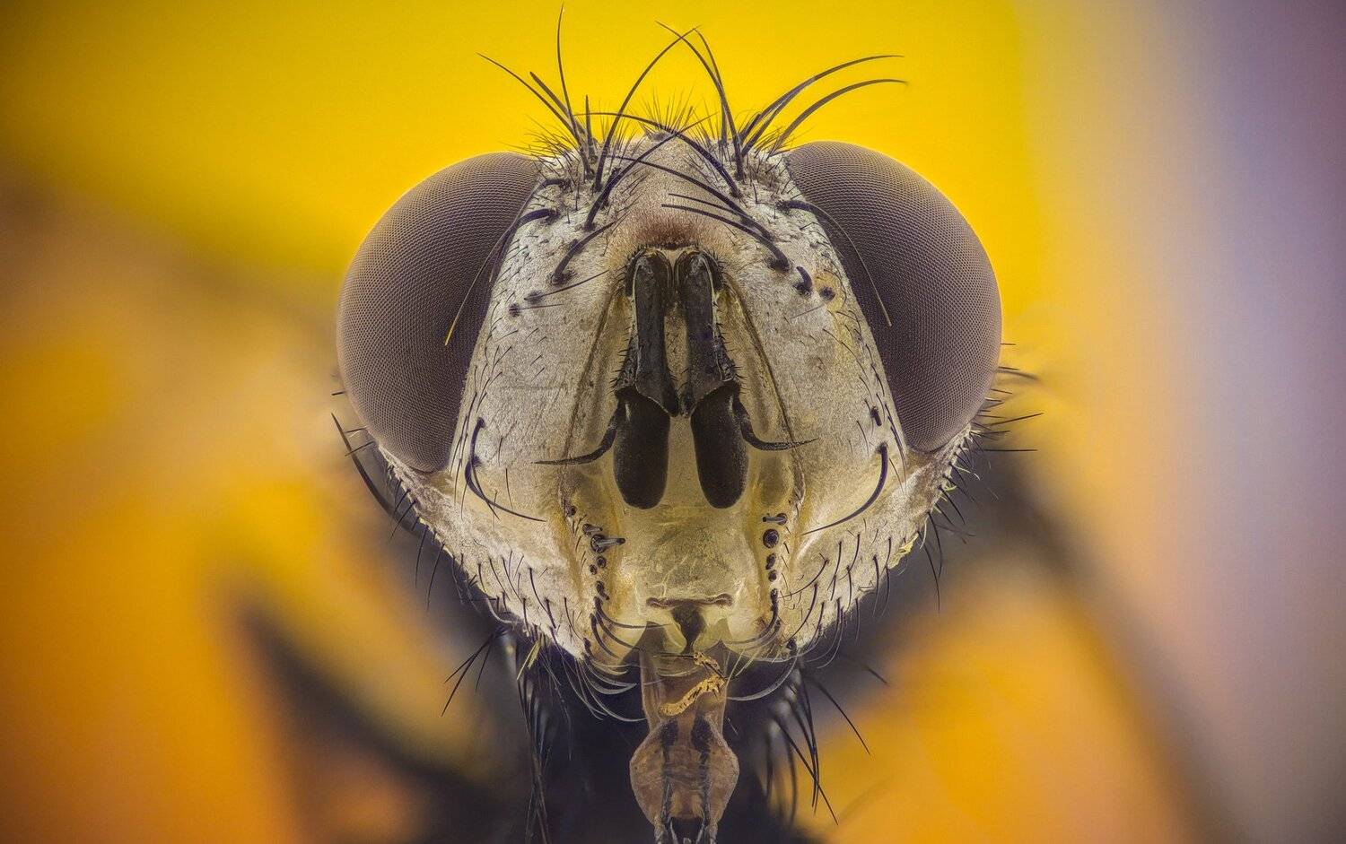 ceclii, macro, extrememacro, Tsvetan Ganev