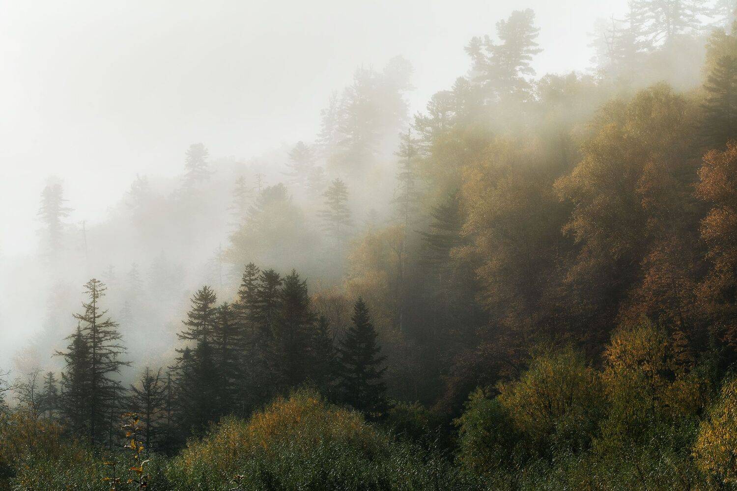 , Шинкарева Елена