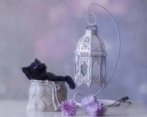 Нирвана