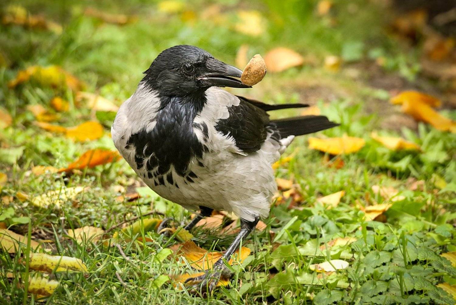 природа, парк, ворона, орех, Шруб (Беляева) Татьяна