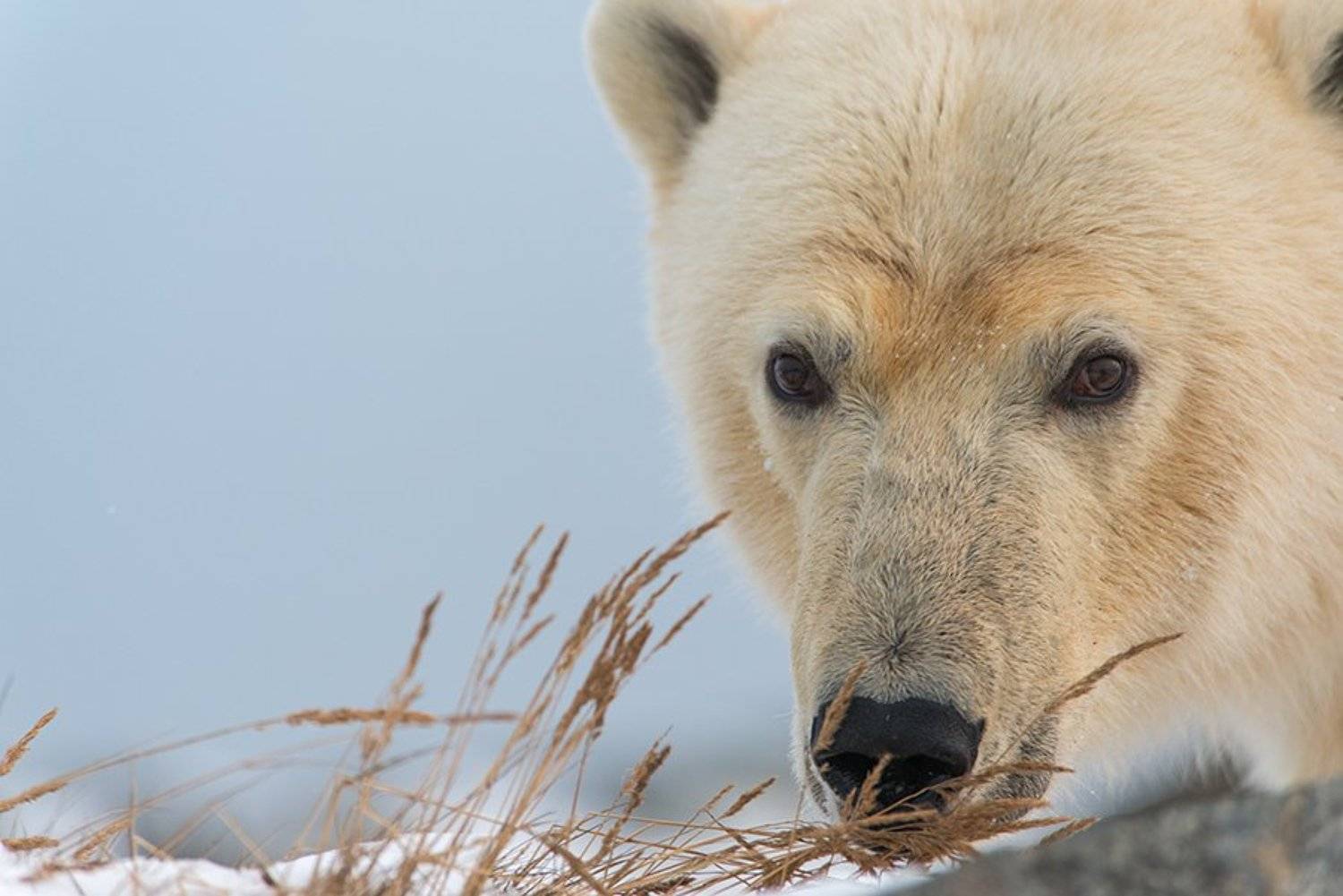 чукотка арктика море медведь белый полярный морской мыс кожевникова, Максим Деминов