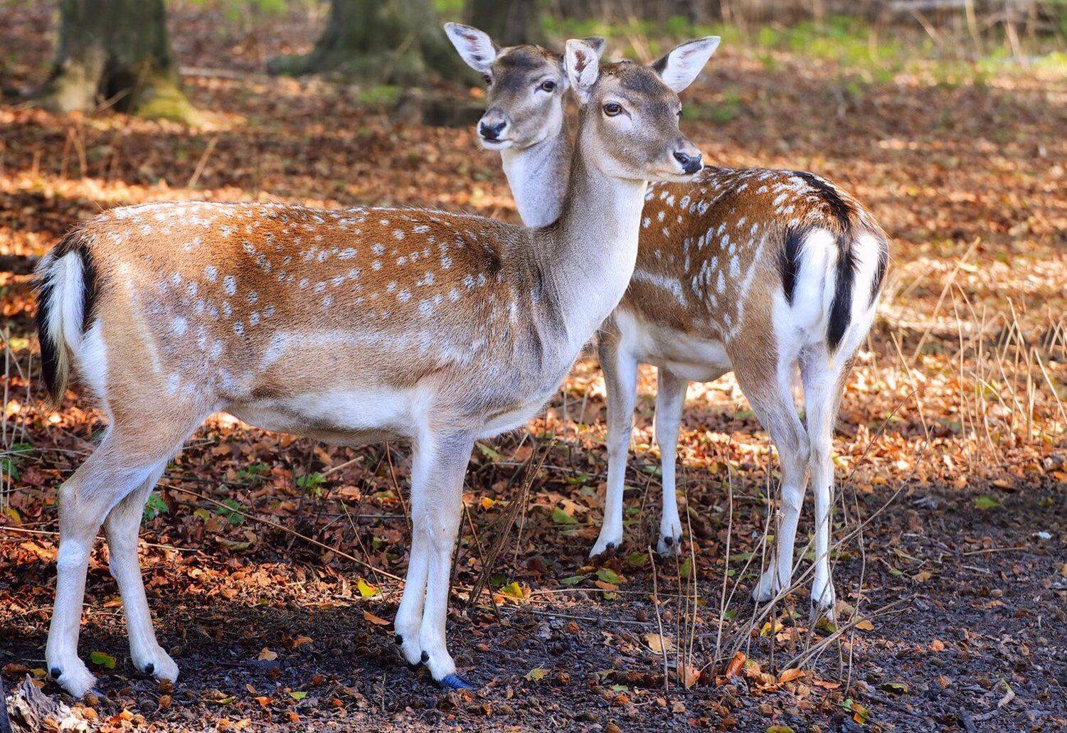 , Виктор Климкин