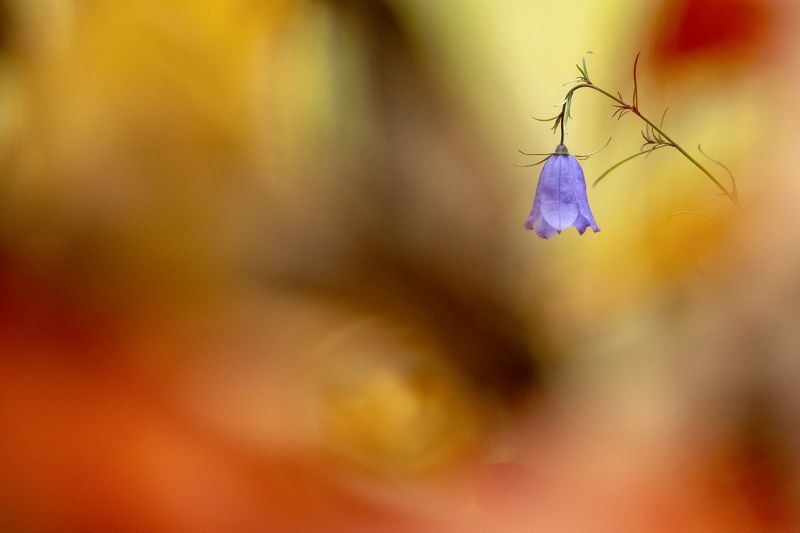 цветы,цветок,макро,растения,природа,осень,колокольчик,листва Пылает осенний лес фото превью