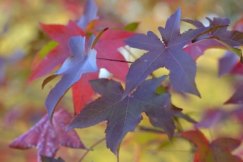 Цвета осени