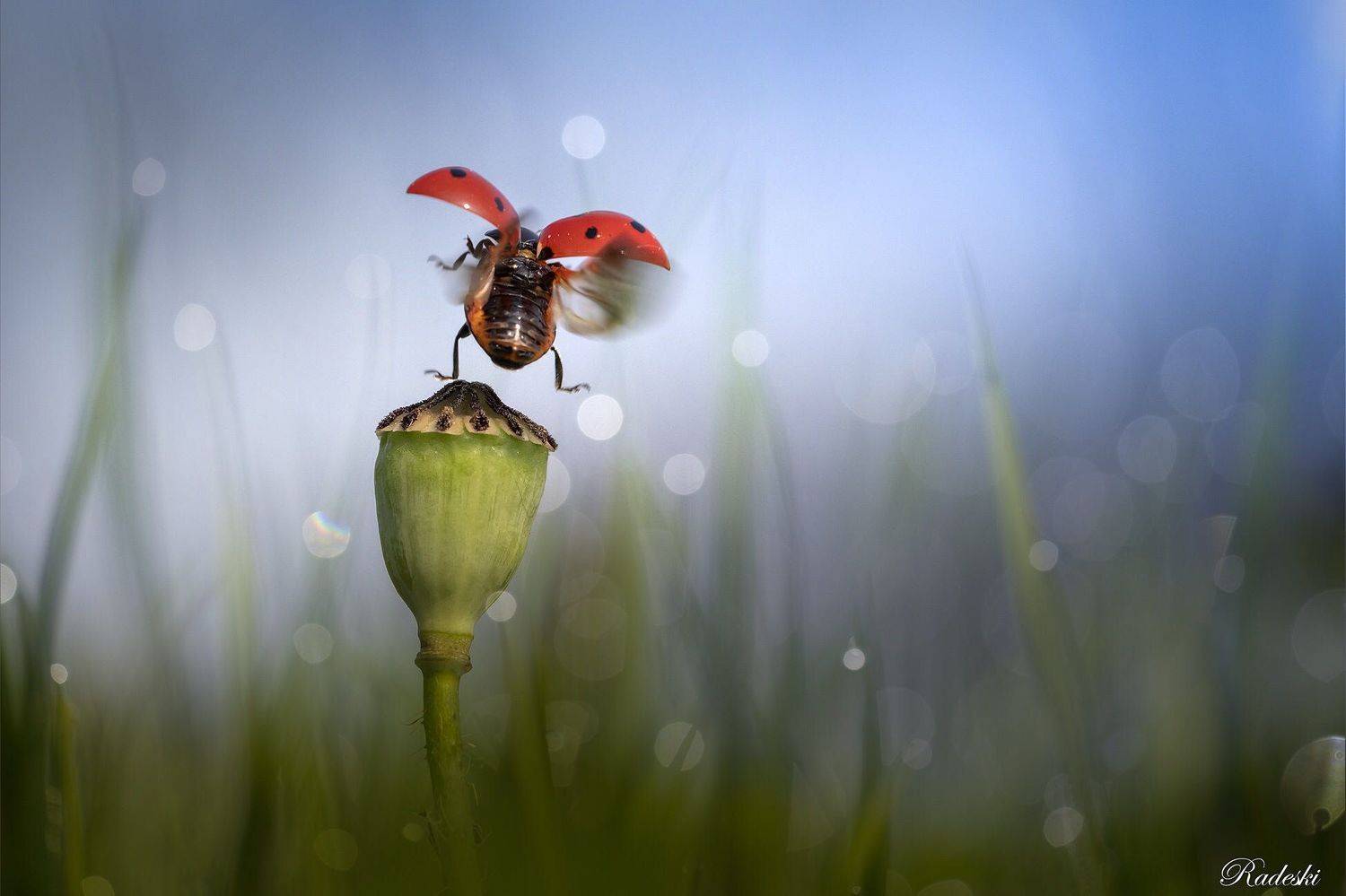 , Roberto Aldrovandi