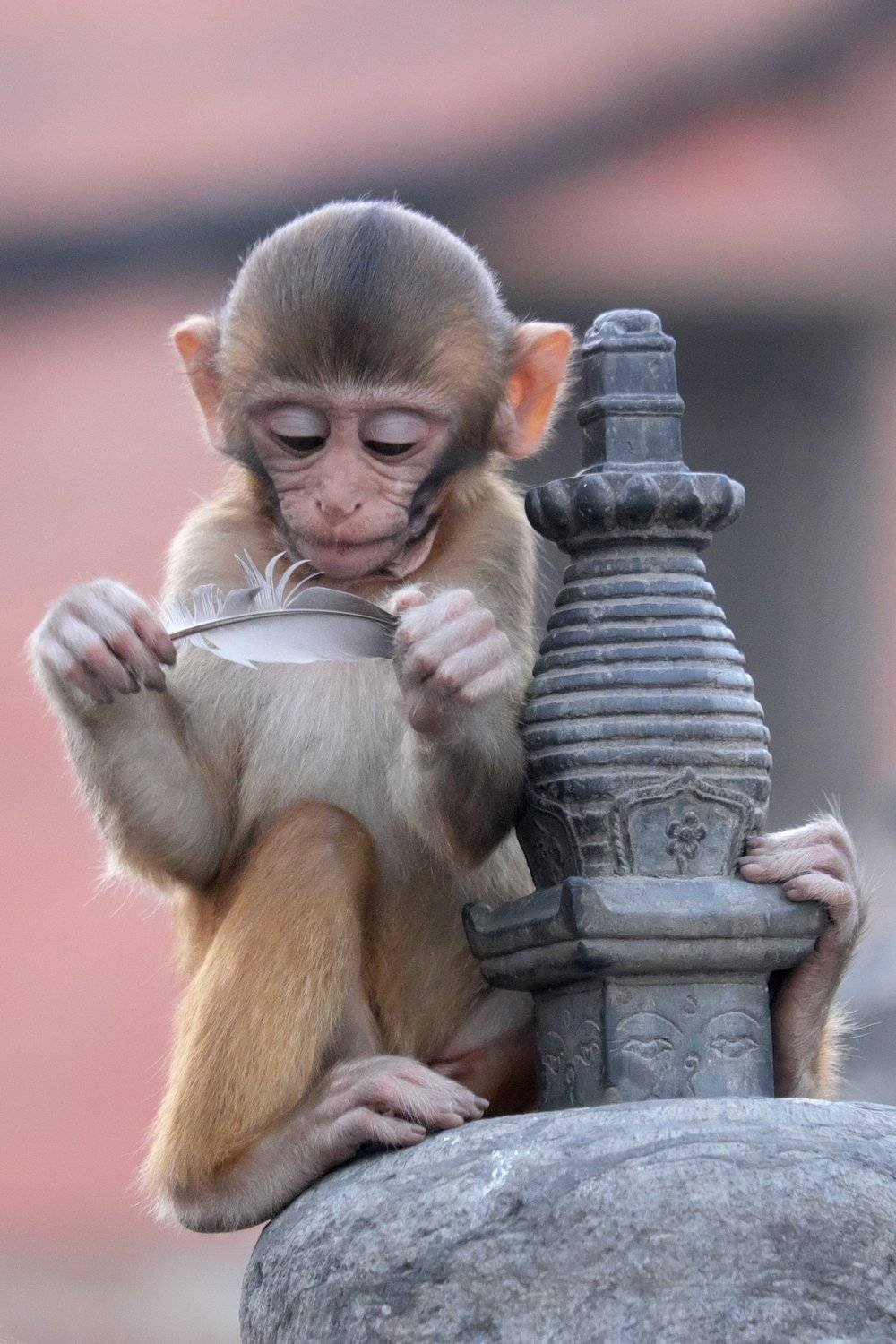 обезьяна, непал, катманду, ребенок, любопытство, monkey, nepal, kathmandy, kid, curiosity, Serg Pechenizhskiy