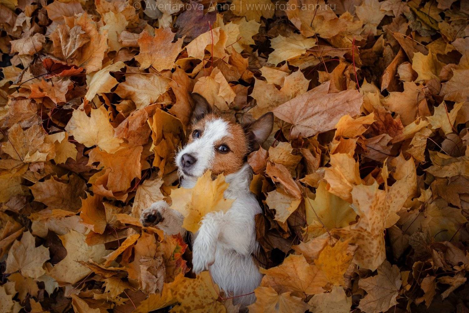 собака, осень, милая, Анна Аверьянова