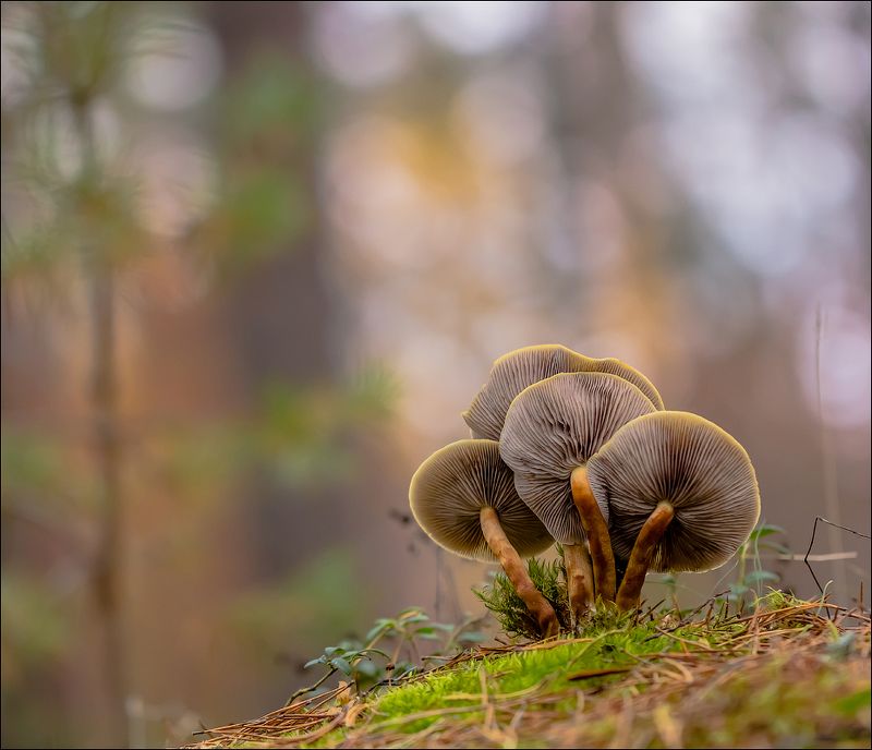 ... фото превью