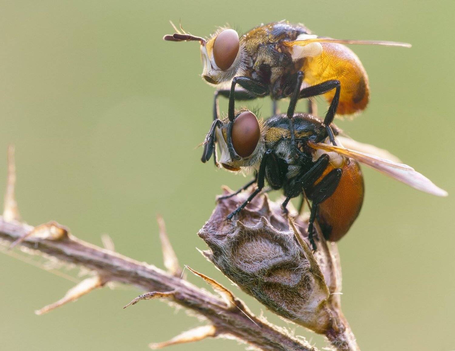 , Кузнецов Дмитрий