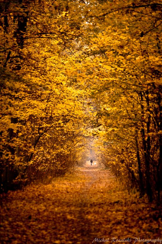 autumn, , fall, , leaves, , colors, , yellow, , man, , dog, , trees, , forest, , park, , walking, , alley Walking down the autumn alley... фото превью