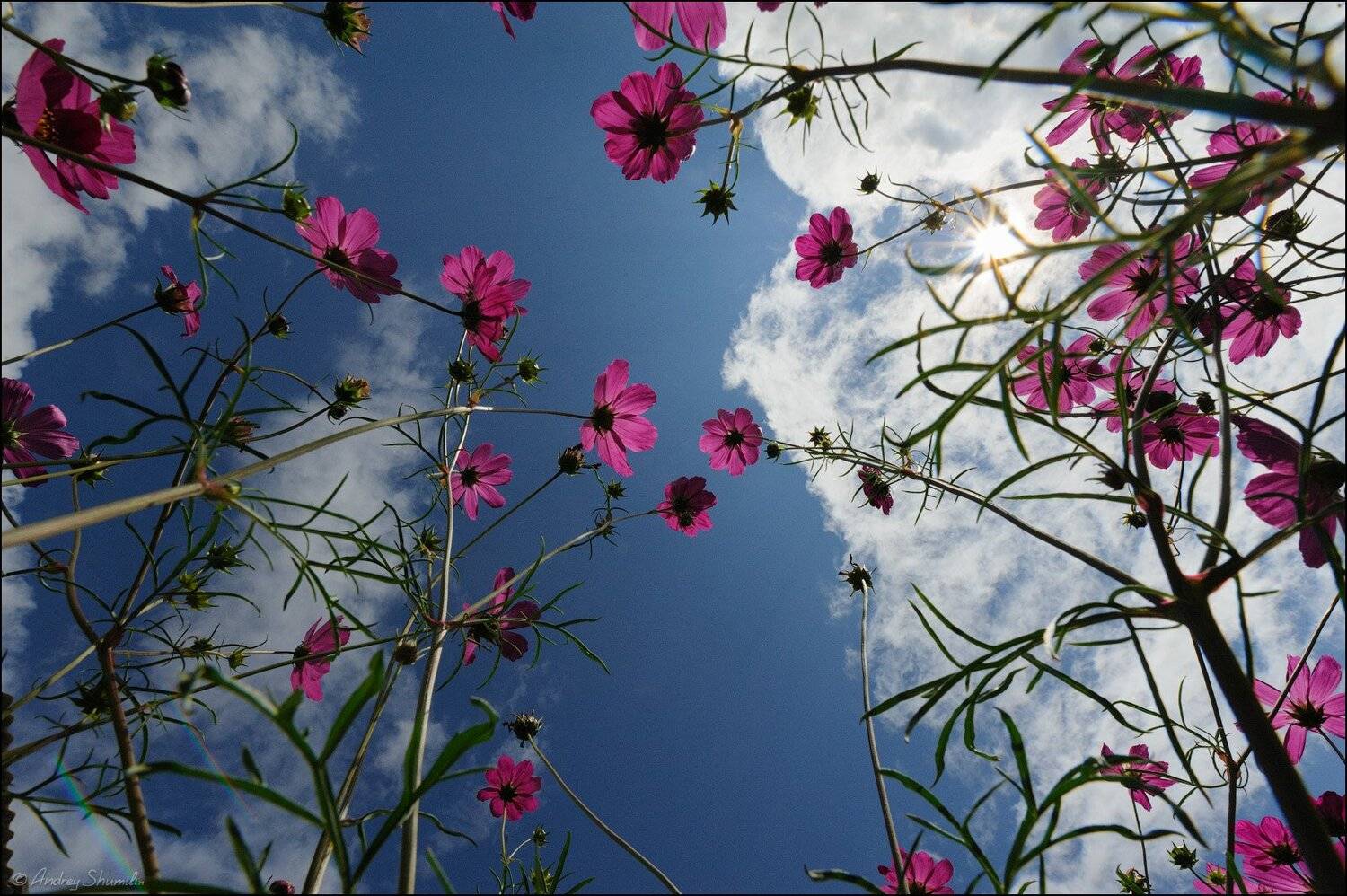 , Андрей Шумилин