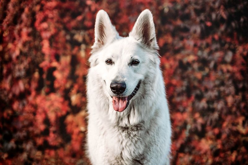 Lady in Red фото превью