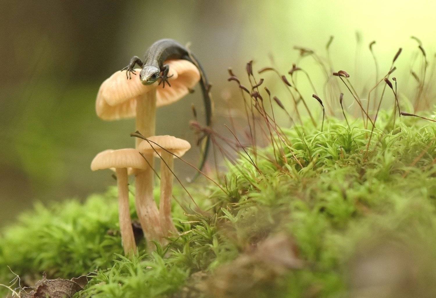 , Макеев Алексей