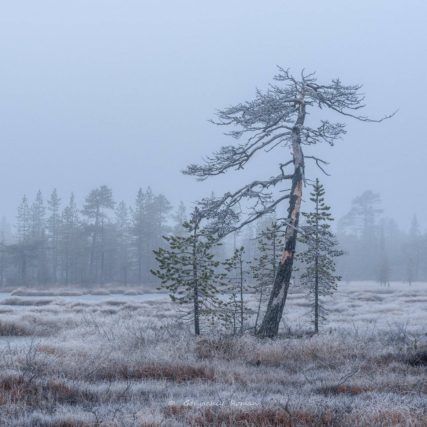север, кольский, хибины, заполярье, осень, вечер, заморозки,, Роман Горячий