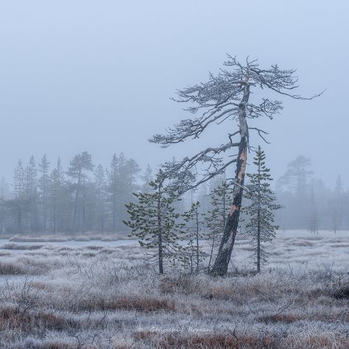 Осень на болоте.