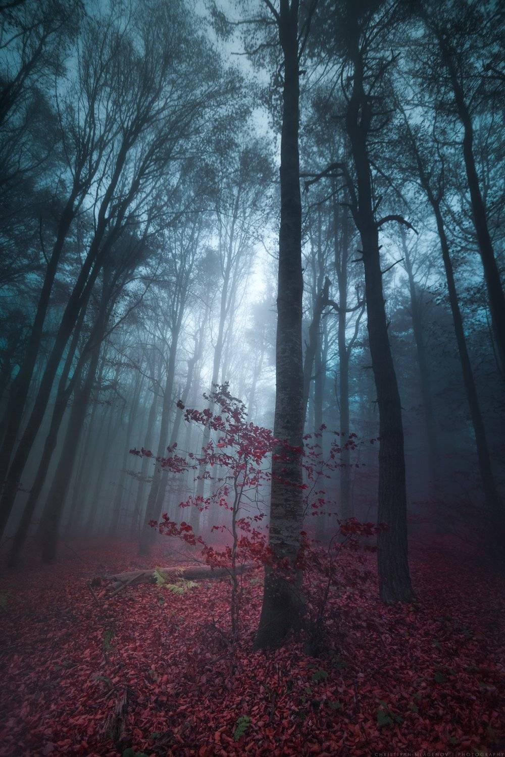 autumn, fall, landscape, forest, trees, wide angle, fog, mist, mountain, woods, spring, bulgaria, nature, green, plant, weed, leafs, dream, panorama, woodland, gora, mountain, grass, magic, dreamy, colors, foggy, Кристиян Младенов