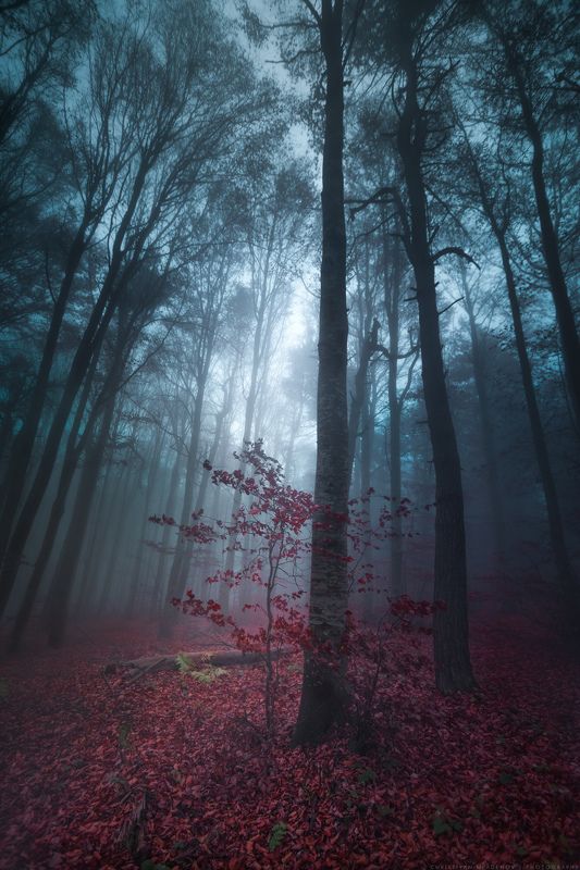 autumn, fall, landscape, forest, trees, wide angle, fog, mist, mountain, woods, spring, bulgaria, nature, green, plant, weed, leafs, dream, panorama, woodland, gora, mountain, grass, magic, dreamy, colors, foggy Осенние сказки фото превью