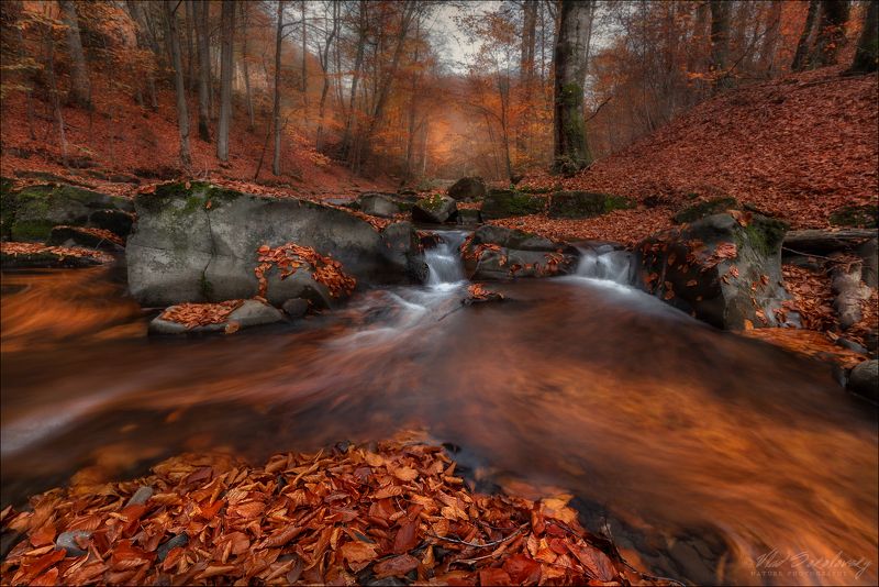 карпаты, украина, осень, Круговорот листвы в природе .. фото превью