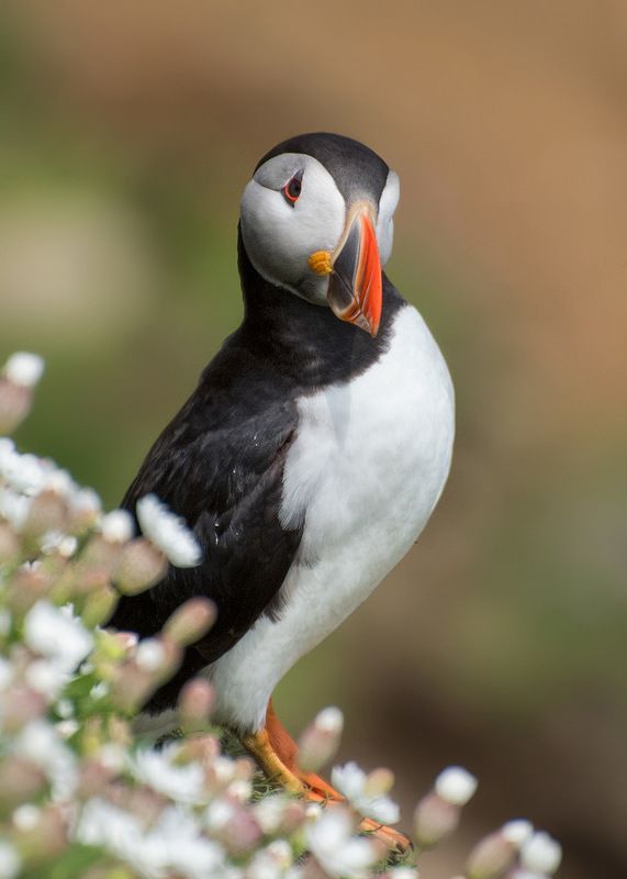 ireland, bird, seasbird, puffin, saltee island, island, wexford, nature \