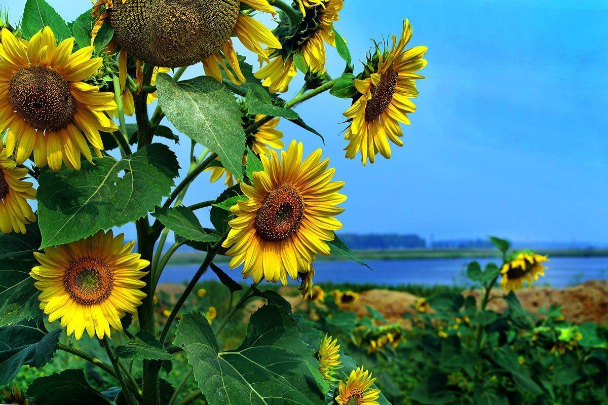 , Бусыгин Борис