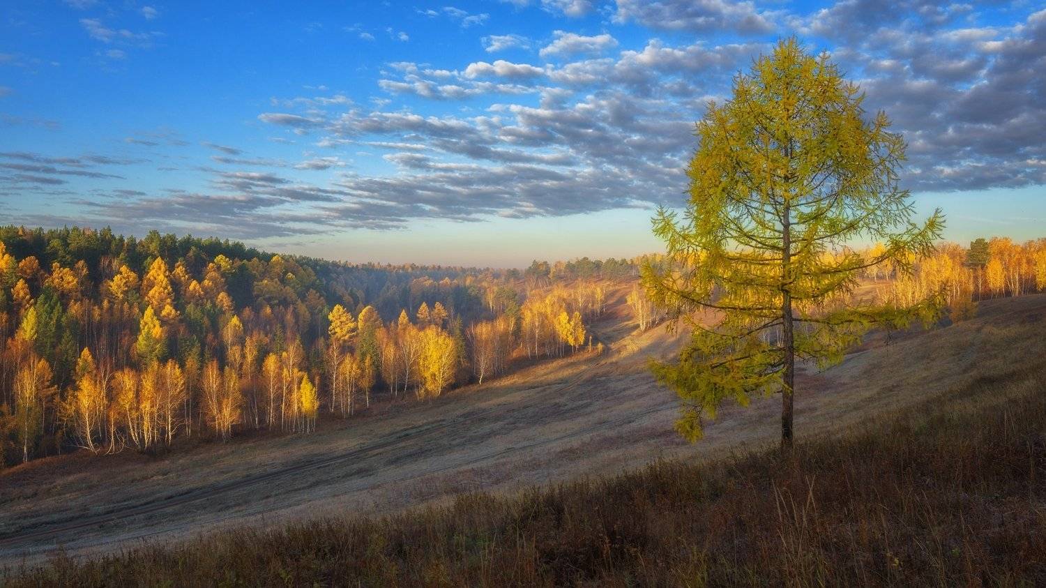 россия,осень,утро,пригорки, синее небо,золото берёз, желтая лиственница,осенний пейзаж,russia, autumn, morning, hillock, blue sky, birch gold, yellow larch, autumn landscape,, Сергей Козлов