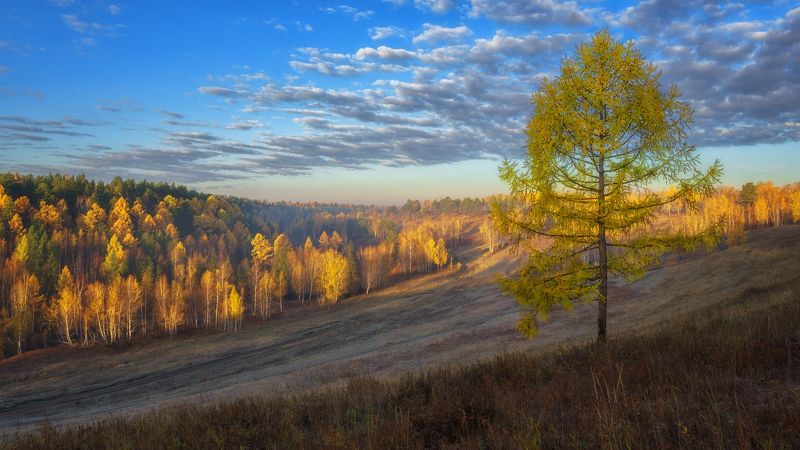 россия,осень,утро,пригорки, синее небо,золото берёз, желтая лиственница,осенний пейзаж,russia, autumn, morning, hillock, blue sky, birch gold, yellow larch, autumn landscape, Цвет, осеннего утра ... фото превью