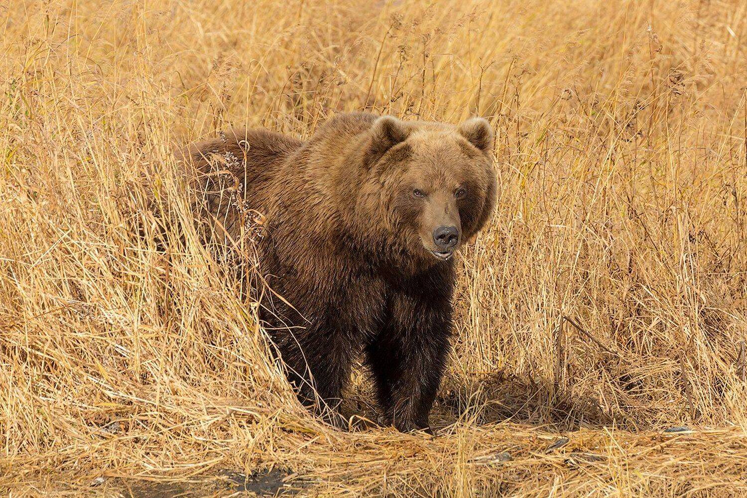 камчатка, медведь, животные, путешествие, осень, река, кроноцкая,, Денис Будьков