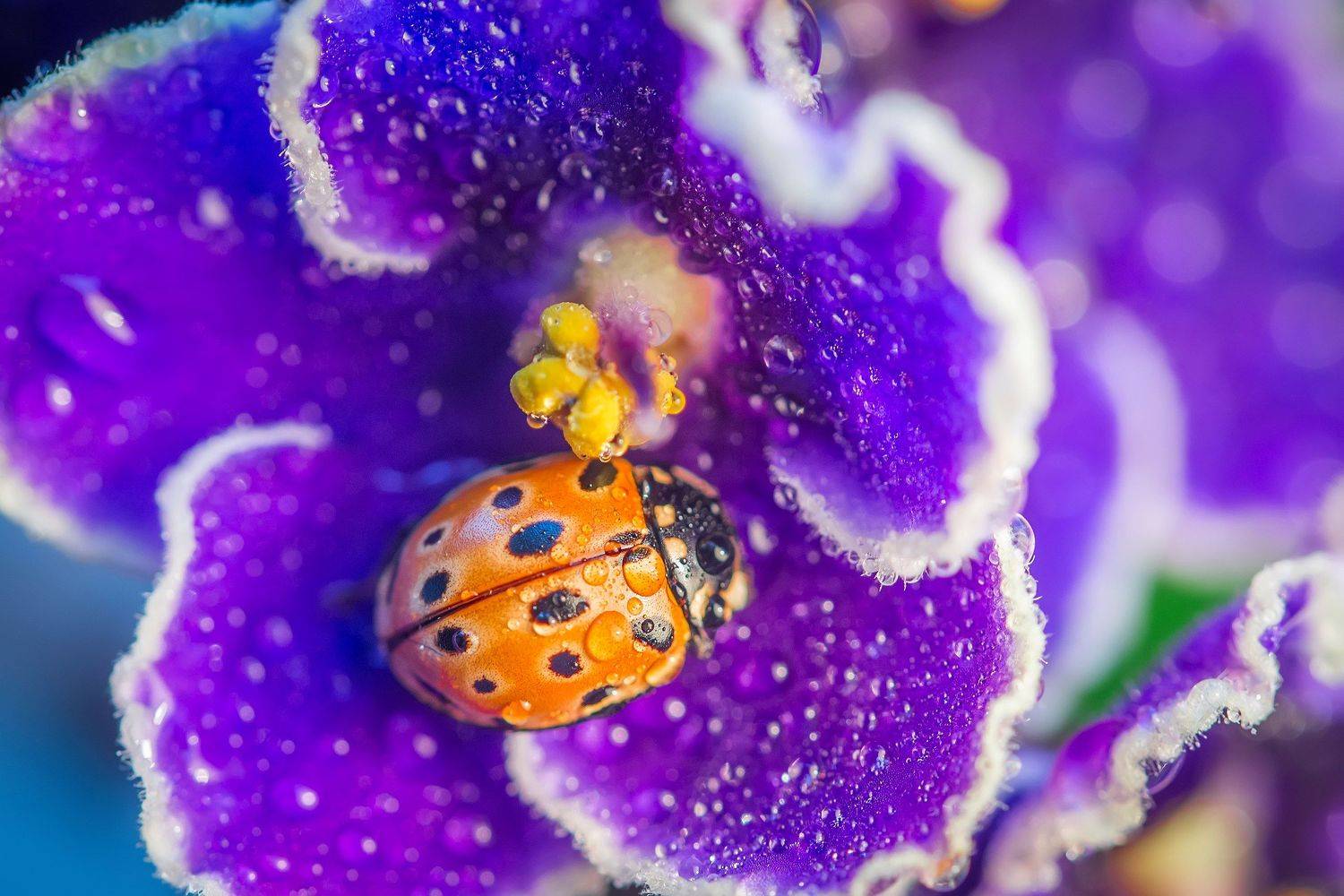 , Евгения Муравская