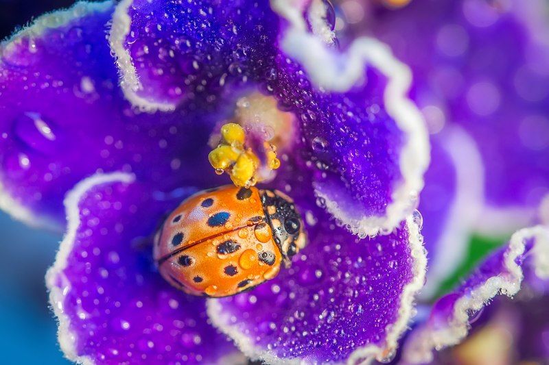 спящая в фиалках фото превью